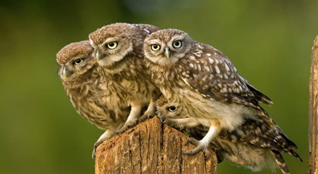 Nature Trivia Question: Besides the true owls, which is the other generally accepted family of owls?