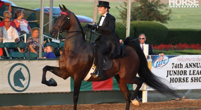 Nature Trivia Question: How many gaits do 'American Saddlebred' horses generally have?