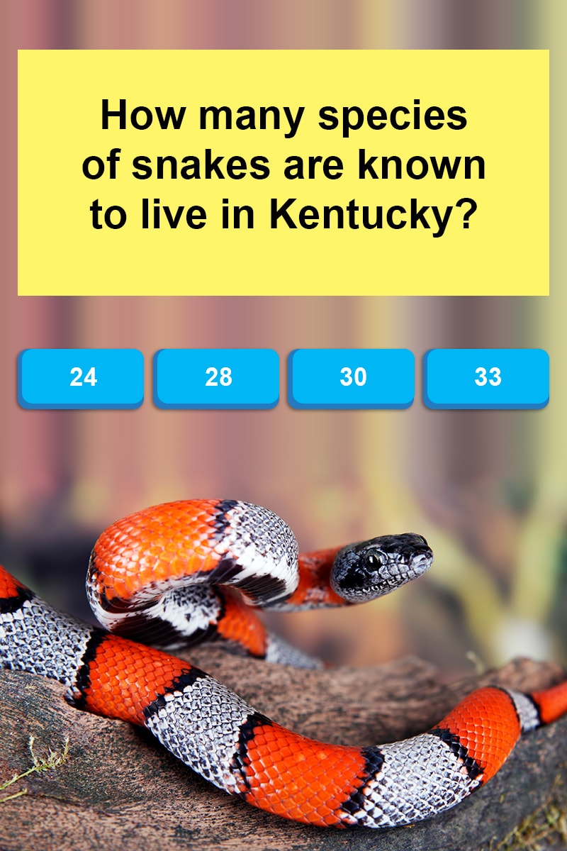 how-many-species-of-snakes-are-known-trivia-questions-quizzclub