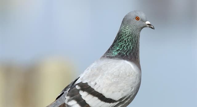 Society Trivia Question: In 1996, which country's army became the last in the world to disband its carrier pigeon service?