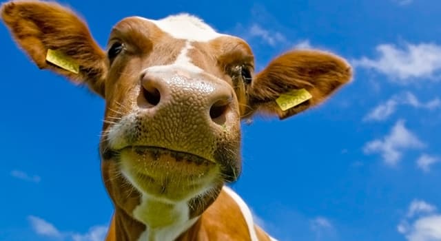природа Запитання-цікавинка: За допомогою чого корови висловлюють свої емоції?