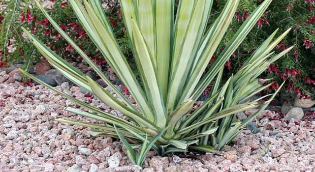 Science Trivia Question: The fibers of ''sisal'' (''Agave'' sisalana) are obtained from where on the plant?