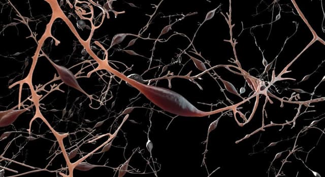 Wissenschaft Wissensfrage: Was ist der stärkste Nerv des Körpers?
