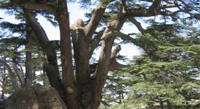 Nature Trivia Question: What's the national tree of Lebanon?
