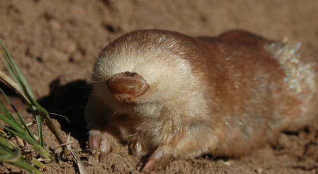 Nature Trivia Question: Which burrowing mammal is in the picture?
