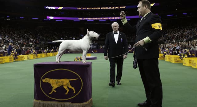 Nature Trivia Question: Which Terrier won 'Best in Show' honors at the 143rd Westminster Kennel Club Dog Show in 2019?