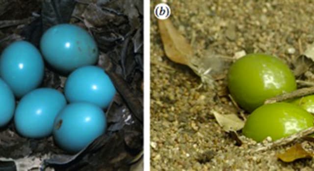 Naturaleza Pregunta Trivia: ¿A qué ave americana pertenecen los huevos mostrados en la imagen?