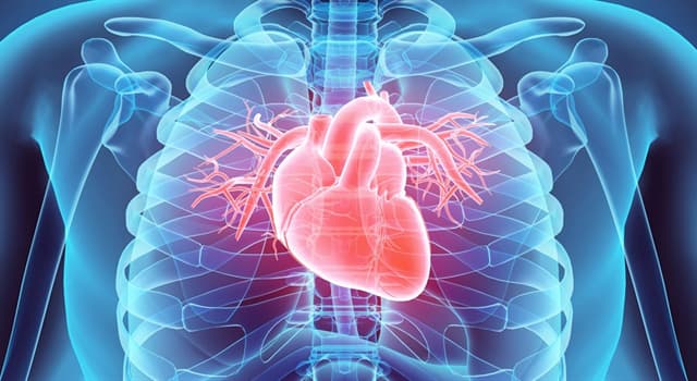 Science Question: Comment s'appelle une caractéristique du coeur normal selon l'électrocardiogramme ?