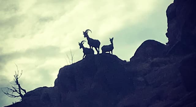 History Trivia Question: In the U.S., which organization mounted a statewide campaign in 1936, to save the bighorn sheep?