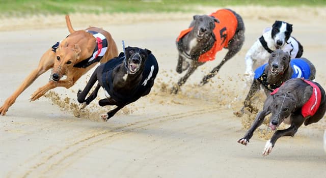 Sport Trivia Question: In which country was the first professional greyhound racing track?