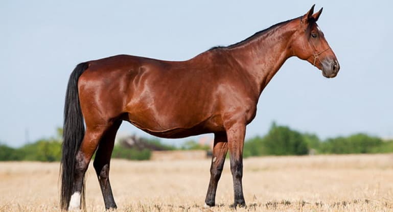 Природа Вопрос: Лошадь какой масти изображена на фотографии?