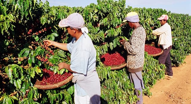 História Pergunta Trivial: O ciclo do café no Brasil teve seu começo em que ano?