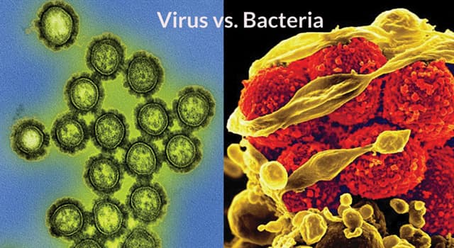 Scienza Domande: Quale fra queste parole viene usata per classificare batteri e virus?
