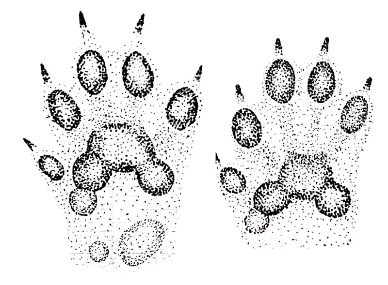 Naturaleza Pregunta Trivia: ¿Qué animal tiene huellas digitales muy similares a los humanos?