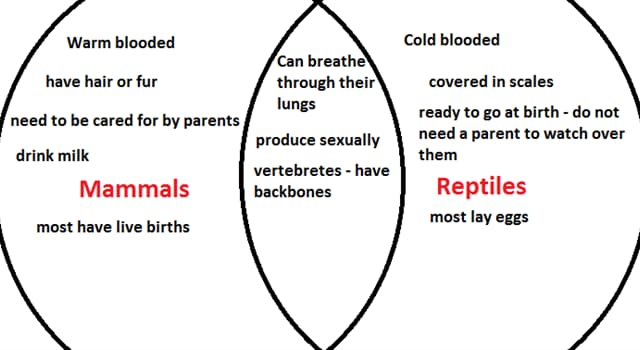 Natuur Trivia Vraag: Reptielen en zoogdieren gebruiken hun orgaan van Jacobson om wat op te vangen?