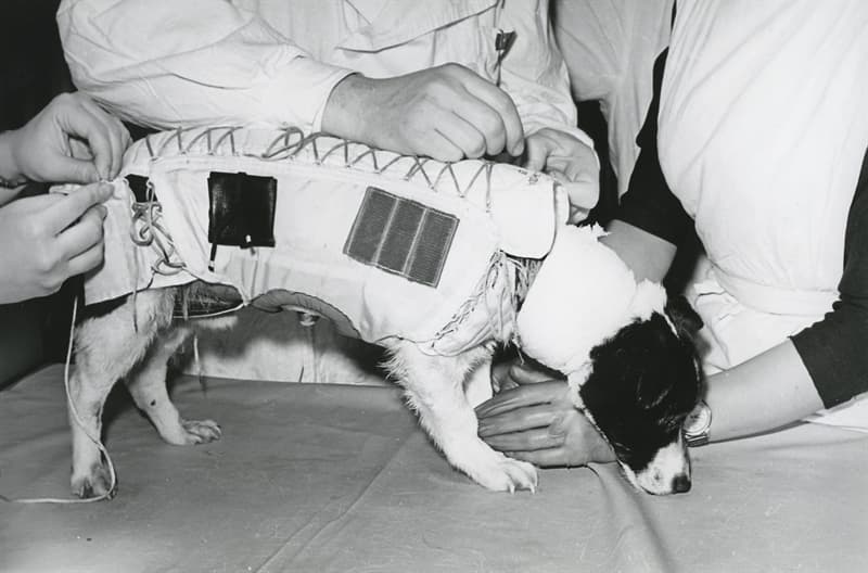 Наука Вопрос: Собаки запущенные в космос 22 февраля 1966 года установили мировой рекорд по продолжительности полета (22 дня). А как звали этих собак?