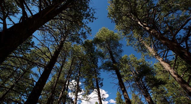 Geography Trivia Question: The ponderosa pine is the state tree of which U.S. state?