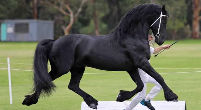 Nature Trivia Question: Which breed of horse is this?