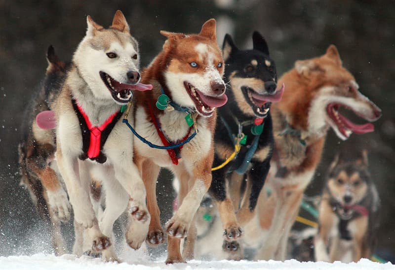History Trivia Question: What event inspired the Iditarod Sled Dog Race?
