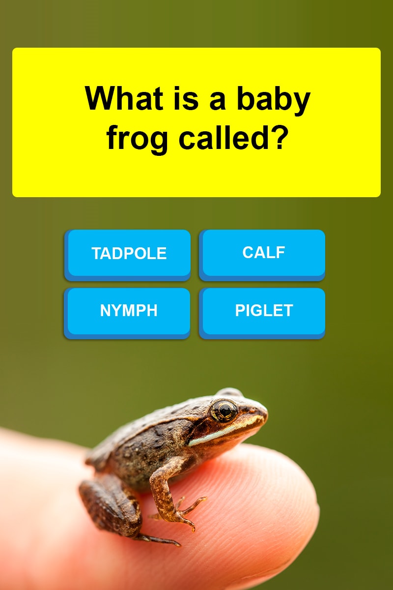 What Is A Baby Frog Called? | Trivia Answers | Quizzclub