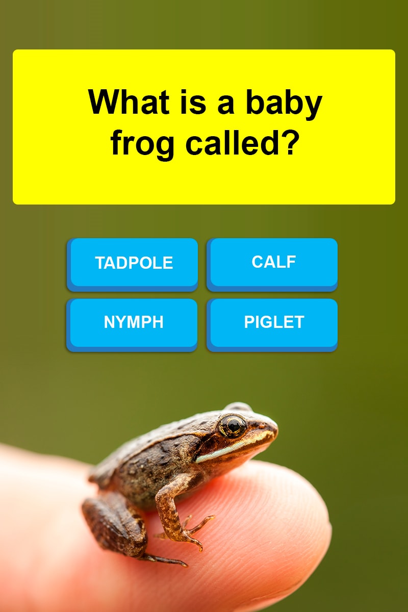 What Is A Baby Frog Called Trivia Answers QuizzClub