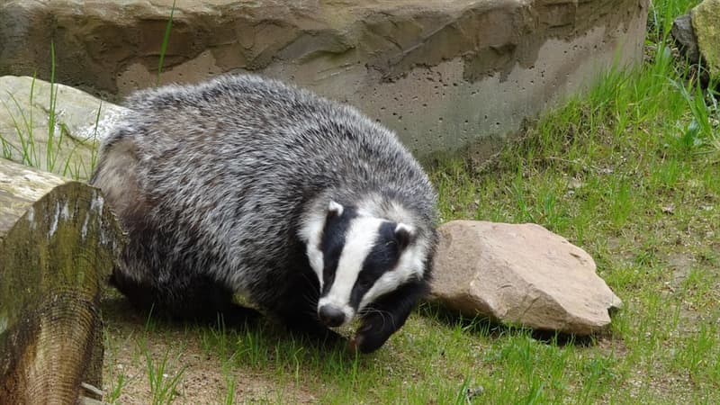 Nature Trivia Question: What is a collective name for a group of badgers?