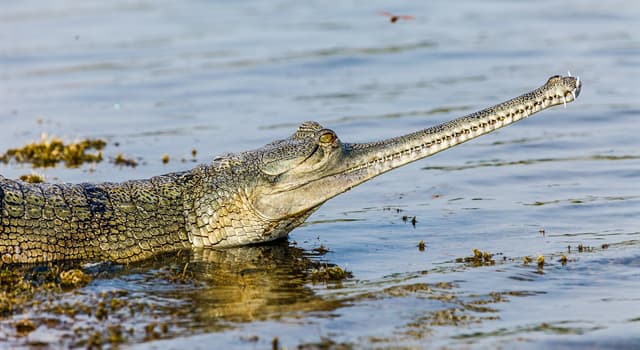 Natuur Trivia Vraag: Wat is het enige waarvoor een gaviaal (een reptiel) het water verlaat?