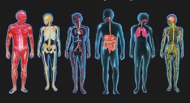 과학 상식 퀴즈: 메르켈 세포는 신체 어느 곳에 분포해있나?