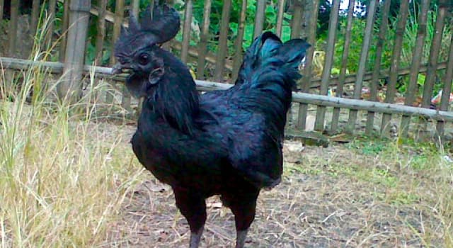 Nature Trivia Question: What country is the Ayam Cemani native to?