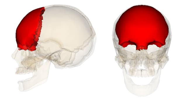Science Trivia Question: Which bone covers the forehead and is located right above the eyes?