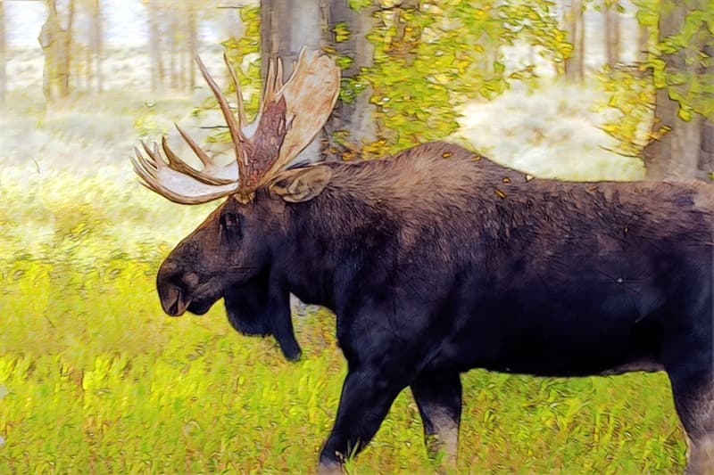 Nature Trivia Question: Which of the following is a sign that a moose is likely going to attack you?