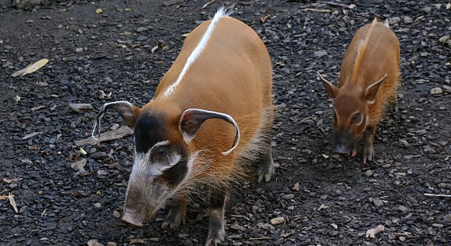 Nature Trivia Question: Which of these is a wild member of the pig family living in Africa?