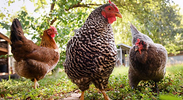 Natur Wissensfrage: Von welchem Kontinent stammt das Huhn?