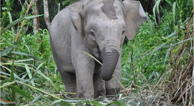 自然 小問題：婆羅洲侏儒象（Borneo Pygmy Elephants）的主要威脅是什麼？