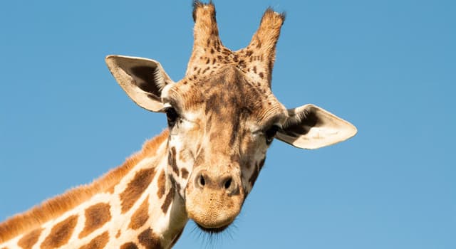 Nature Question: Combien d'os une girafe a-t-elle dans le cou ?