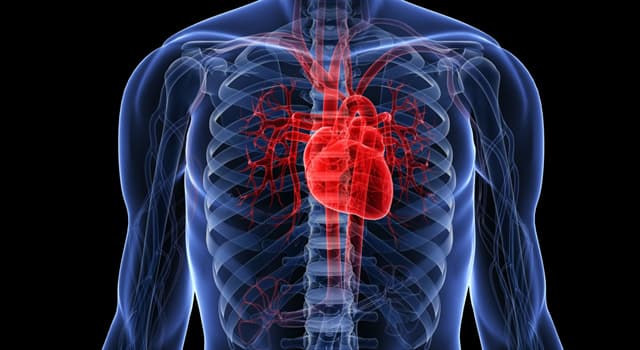 Science Question: Combien de cavités le coeur humain possède-t-il ?