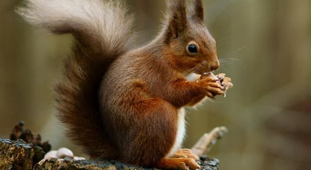 Nature Question: Combien de nids l'écureuil roux crée-t-il habituellement ?