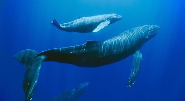 Nature Question: Comment appelle-t-on un bébé baleine ?