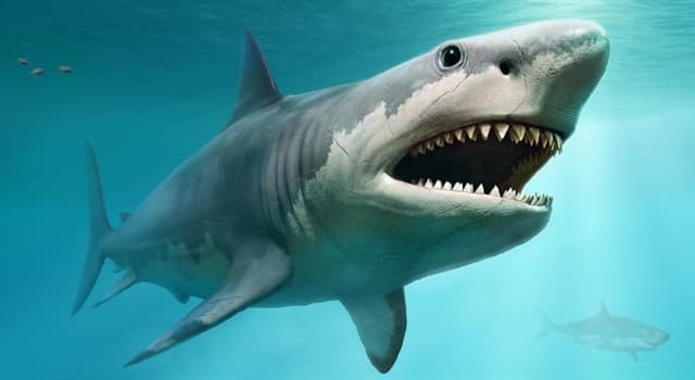 Nature Question: Comment respirent les requins  ?