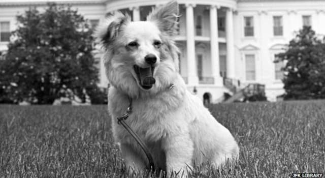 Histoire Question: Comment s'appelait le chien offert par le Premier ministre Nikita Khrouchtchev à  Caroline Kennedy  ?