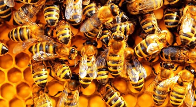 Société Question: Comment s'appelle la peur des abeilles ?