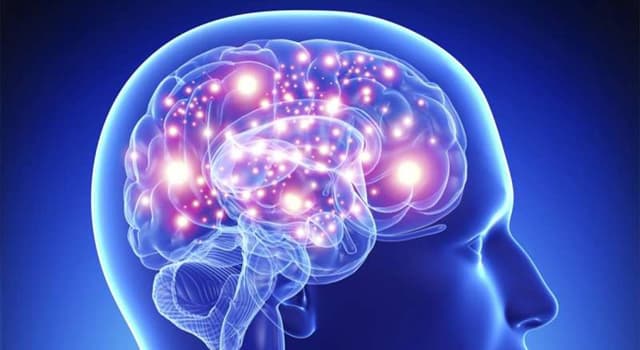 Science Question: Comment s'appelle la plus grande partie du cerveau humain ?