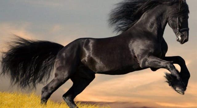 Nature Question: Comment s'appelle le dessous du sabot d'un cheval ?