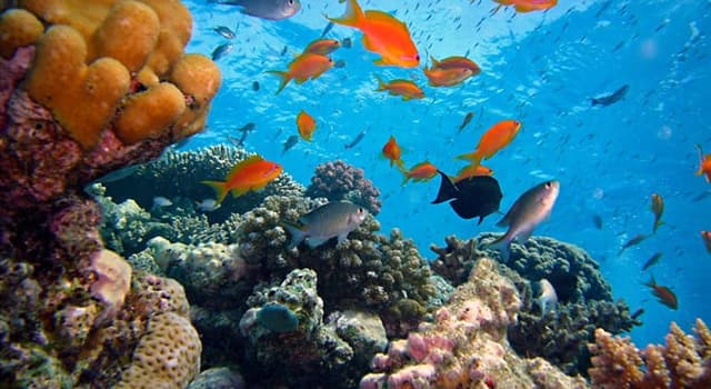 Nature Question: Comment s'appelle le plus grand récif corallien du monde ?