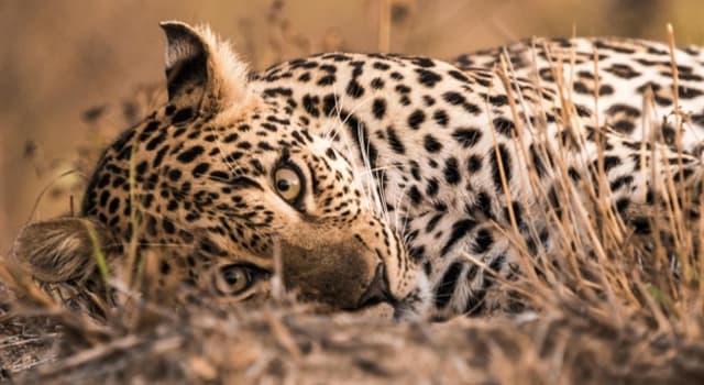 Nature Question: Comment s'appellent les taches sur le pelage d'un léopard  ?