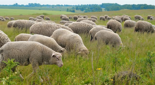 Naturaleza Pregunta Trivia: ¿Qué nombre recibe un grupo de ovejas?