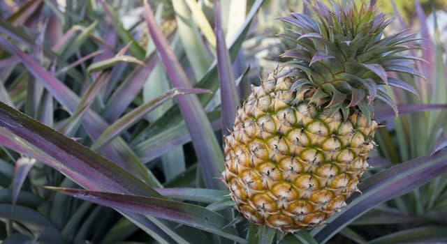 Nature Question: D'où est originaire l'ananas ?