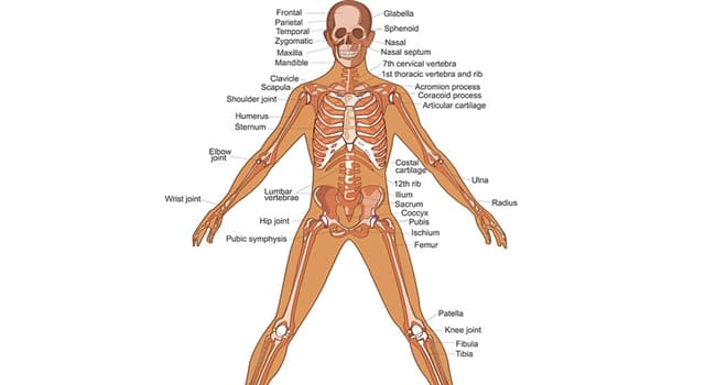 Science Question: Dans quelle partie du corps humain se trouve la cavité crânienne ?