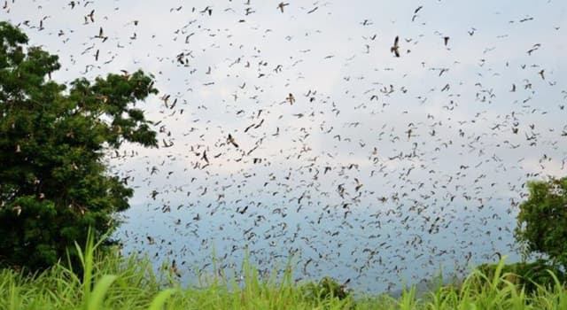 Natuur Trivia Vraag: De gewone en de Somalische zijn twee soorten van ... wat?