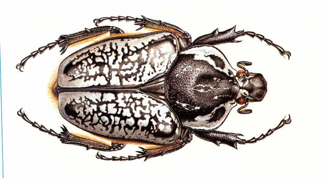 Nature Question: De quoi se nourrissent principalement les coléoptères Goliathus ?